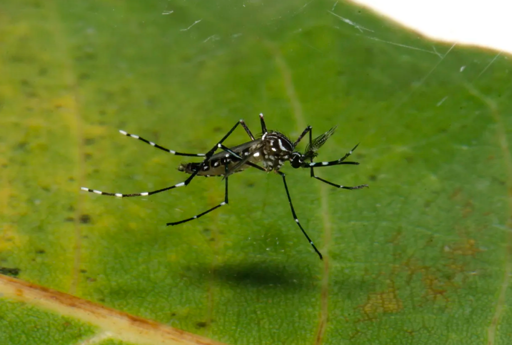 Consorcio-Amvap-Saude-reforca-a-importancia-do-combate-ao-mosquito-da-dengue.
